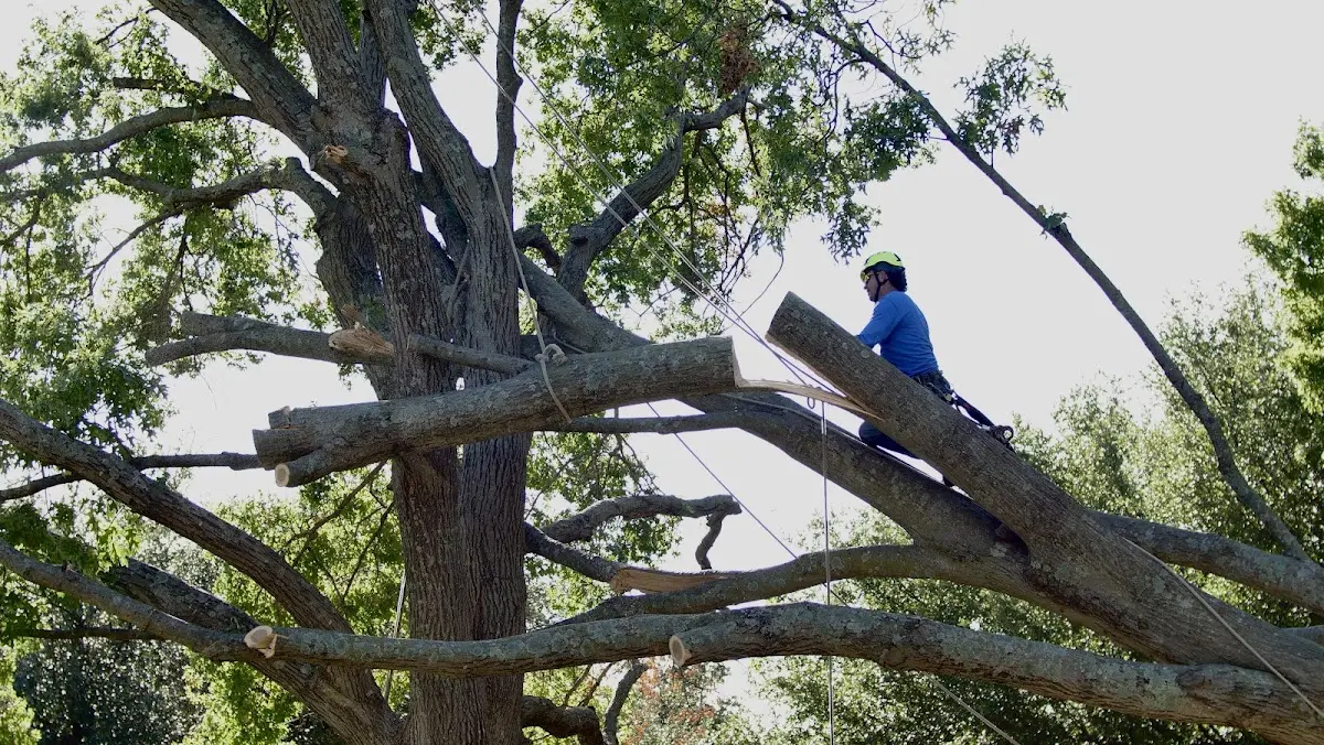 Professional Crown Thinning performed by certified arborists in Braxton
