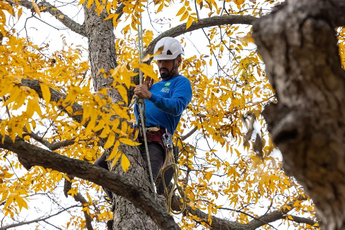 Skilled Tree Pruning crew working in Braxton